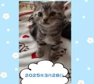アメリカンショートヘア【鹿児島県・男の子・2025年1月16日・シルバータビー】の写真8「はい～ポーズにゃ★」