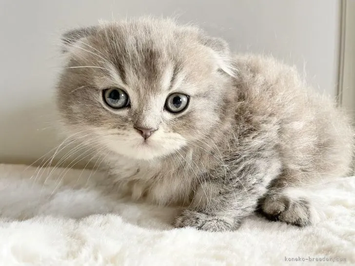 ID：2111-00808の子猫