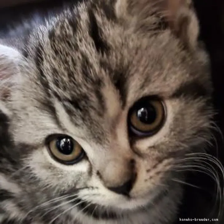 ID：2210-00102の子猫