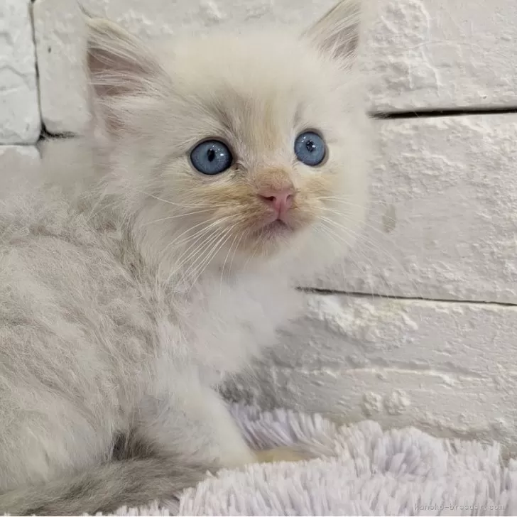ID:2406-01734の子猫