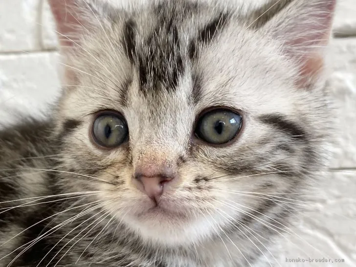 ID:2103-00606の子猫