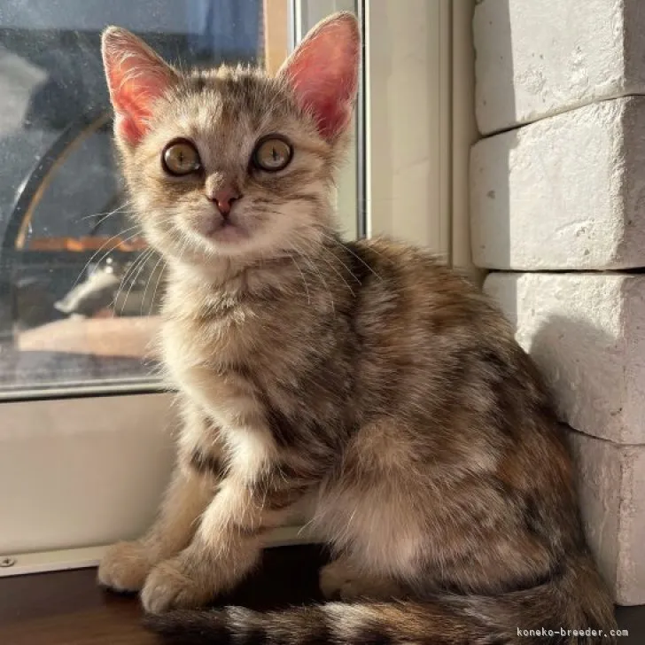 ID：2311-02069の子猫