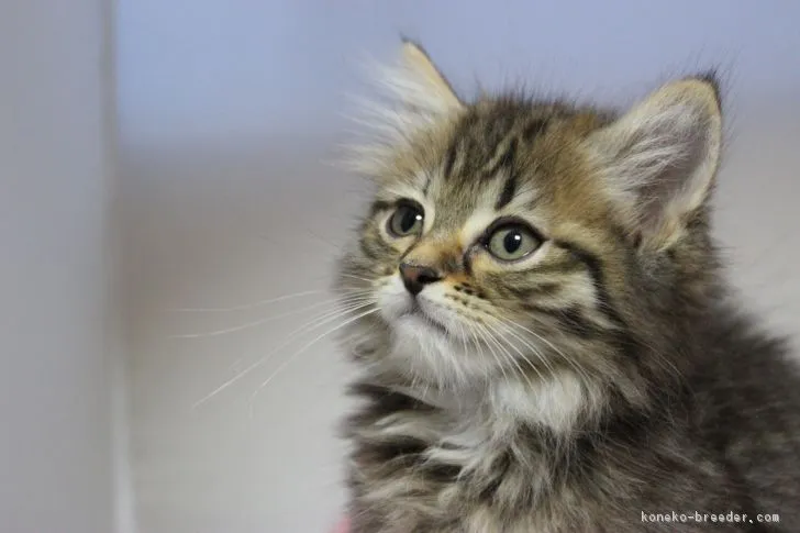ときこ 様のお迎えした子猫