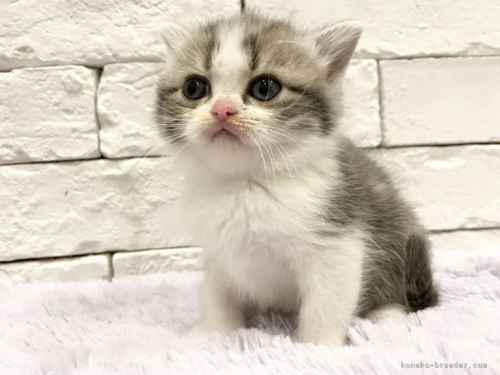 スムージー 様のお迎えした子猫