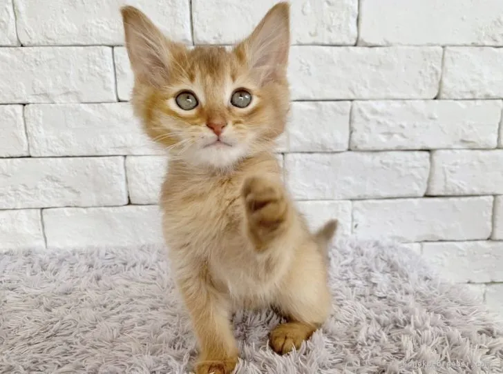 ID:2104-01423の子猫