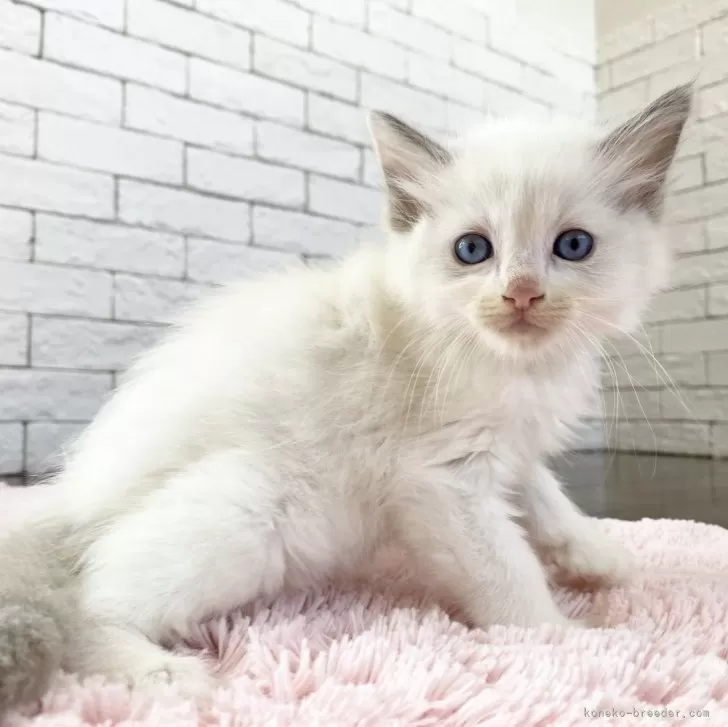 ID:2407-02388の子猫
