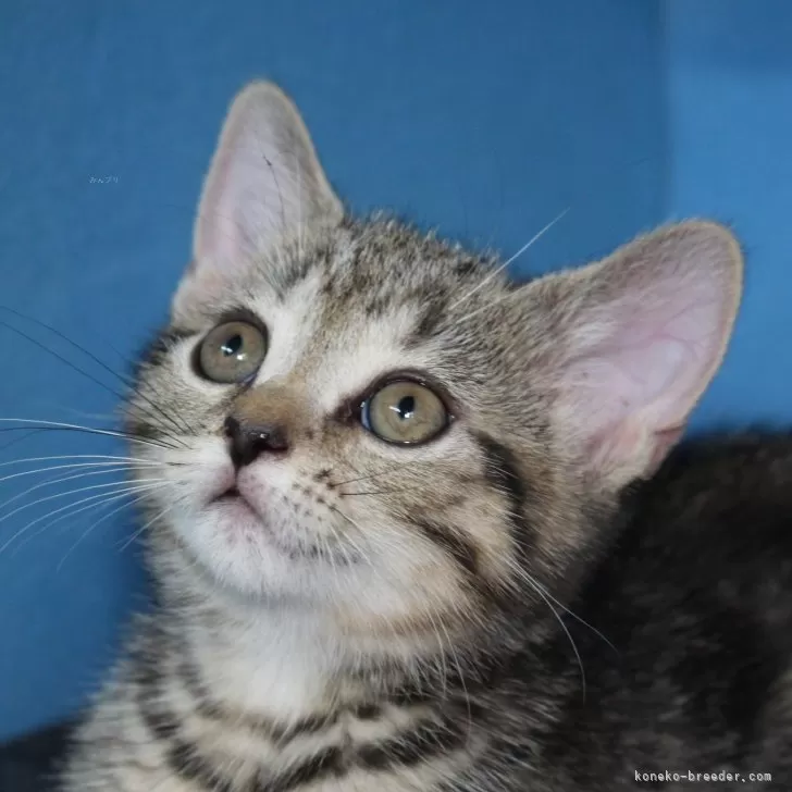 ID:2409-00885の子猫