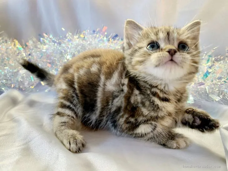 ID:1912-01511の子猫