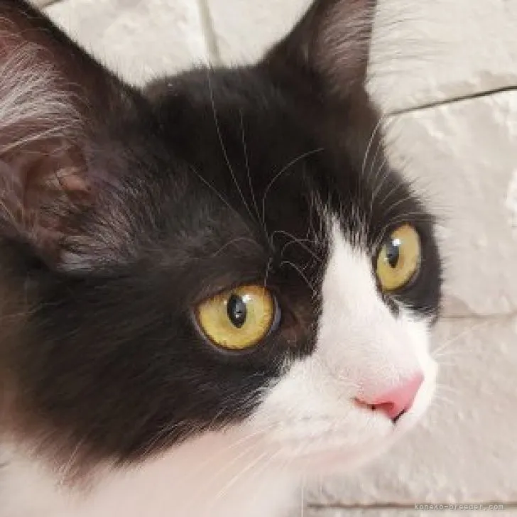 ID:2303-00135の子猫