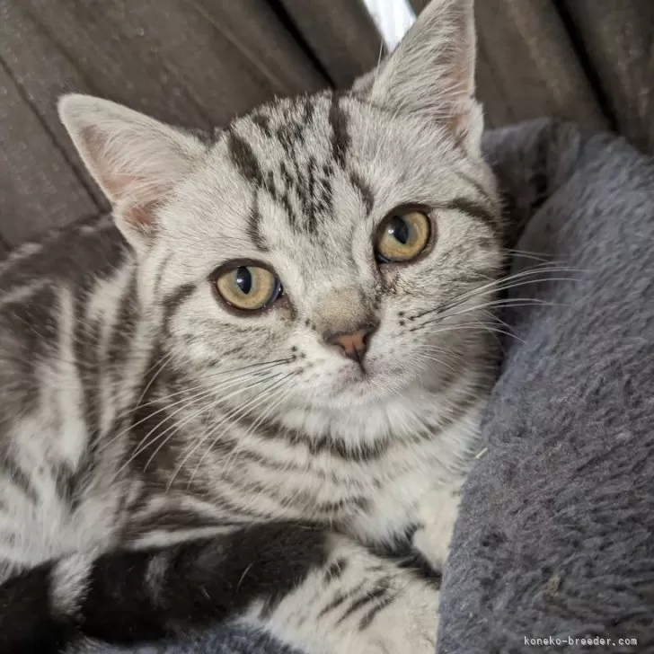 ID：2404-01333の子猫