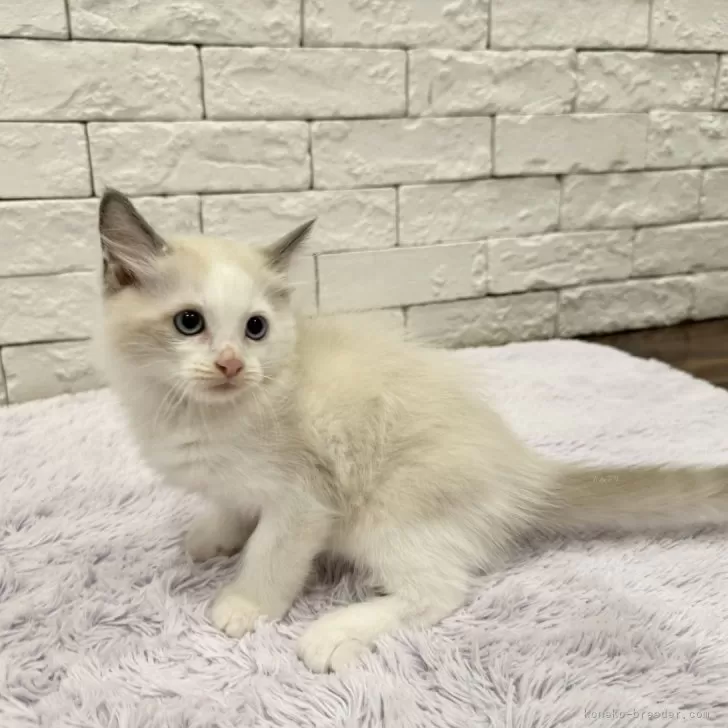 ほ 様のお迎えした子猫