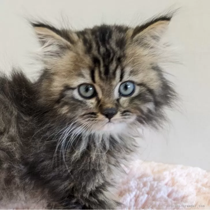 ID:2405-01392の子猫