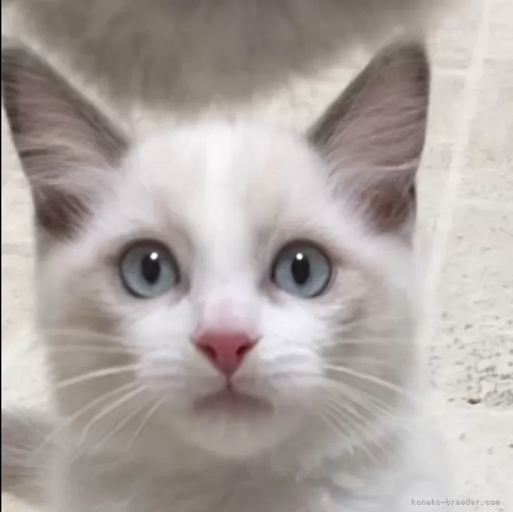 ID：2405-02283の子猫