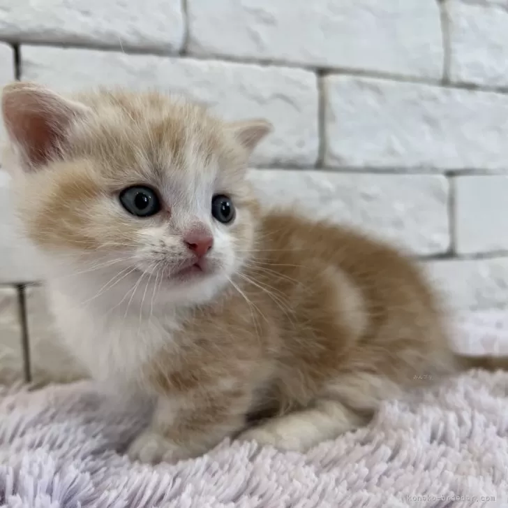 H.A 様のお迎えした子猫