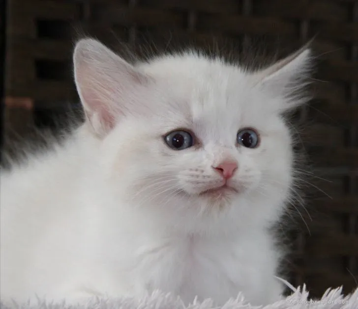 ID：2201-00037の子猫