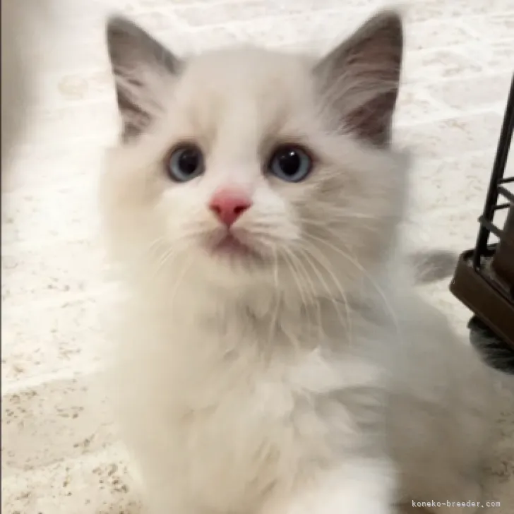 ID:2312-01460の子猫