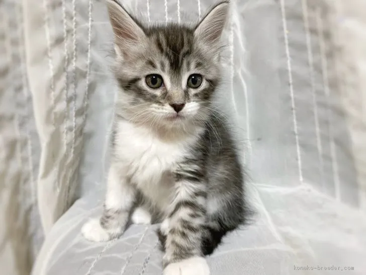 ドットジョビン 様のお迎えした子猫