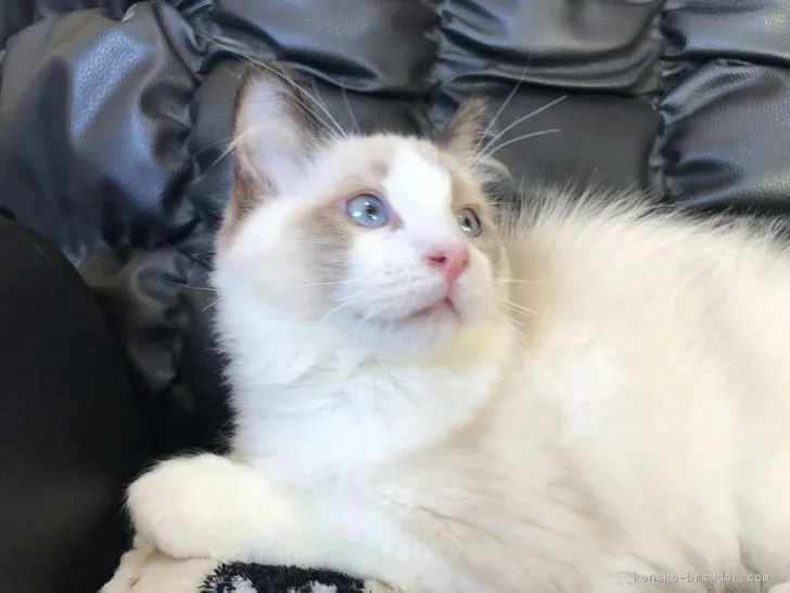 ココ 様のお迎えした子猫