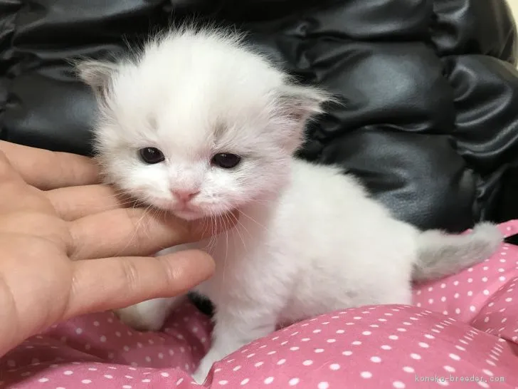 らんらん 様のお迎えした子猫