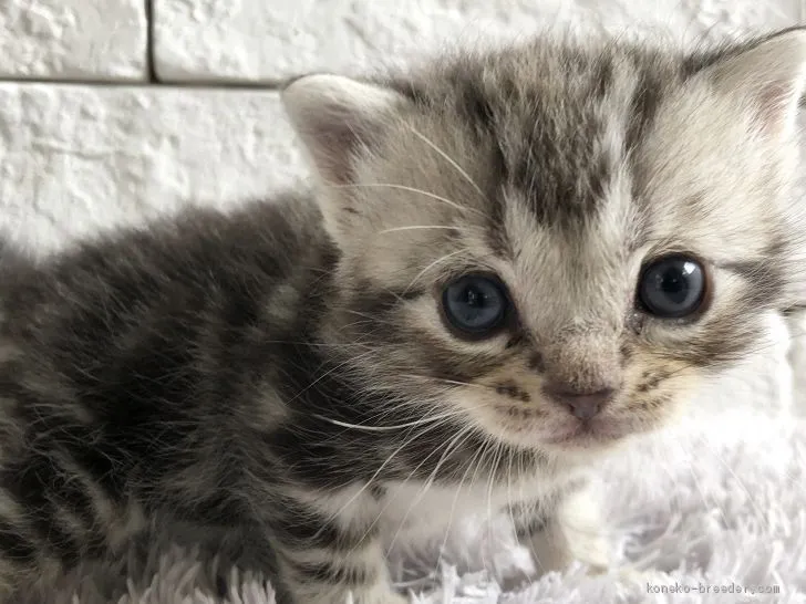 ID：2005-00438の子猫