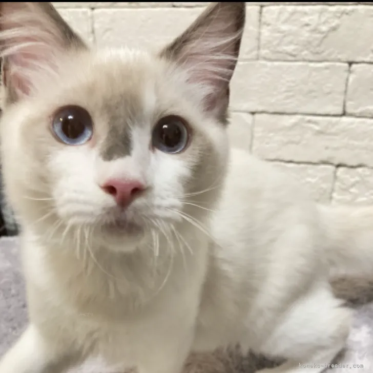 ID:2307-00350の子猫