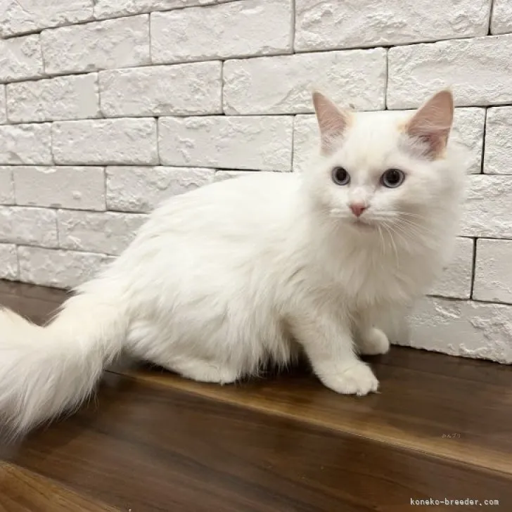 ID：2309-00253の子猫