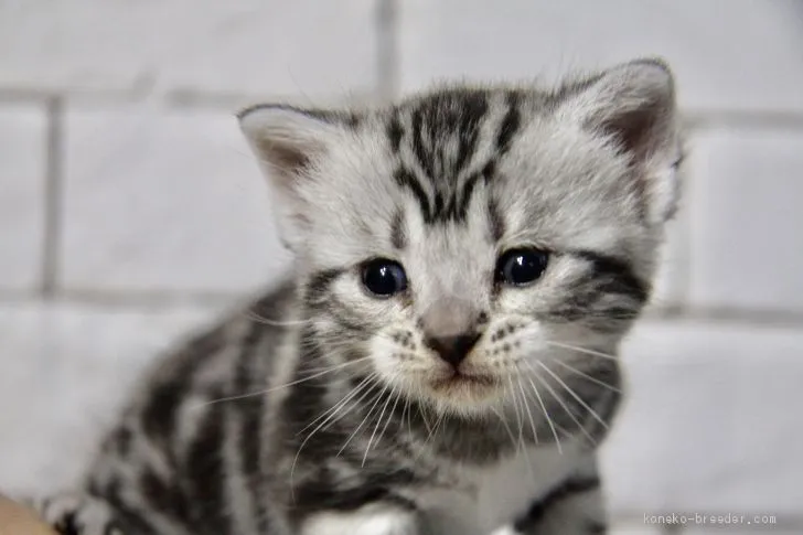 ID:1911-00544の子猫