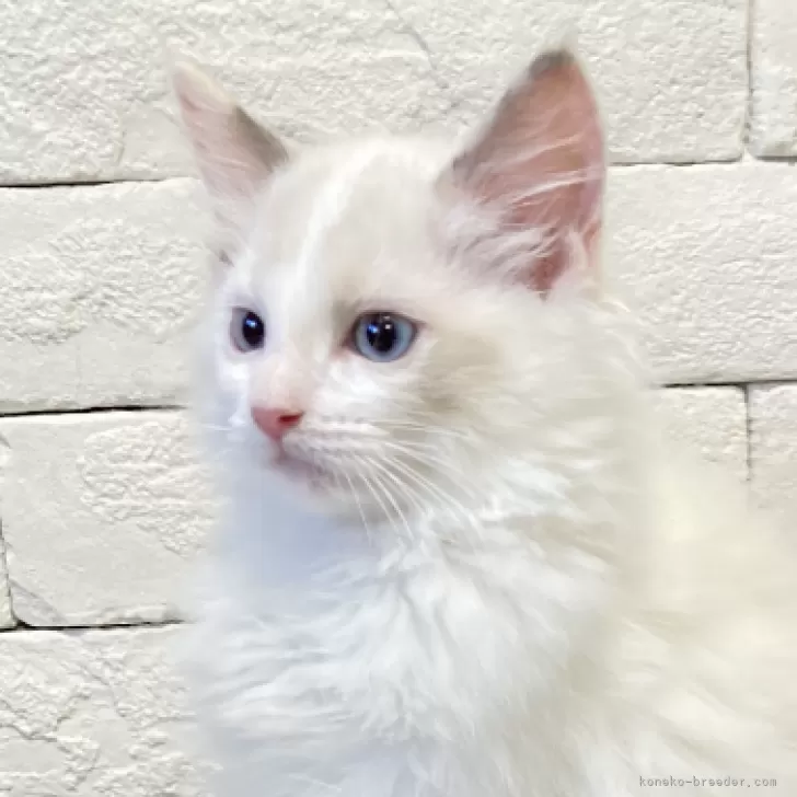 ID:2411-02636の子猫