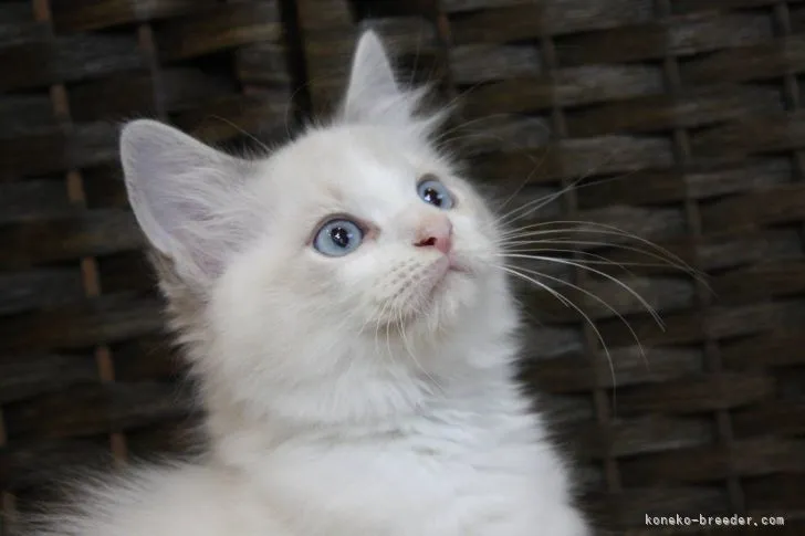 ID:2110-00757の子猫