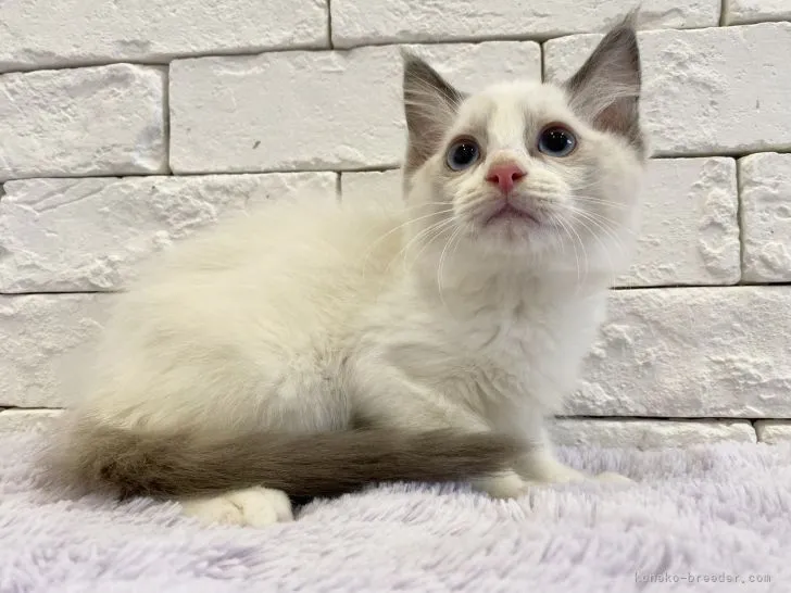 ID：2206-01278の子猫