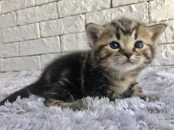 ID:1904-01926の子猫