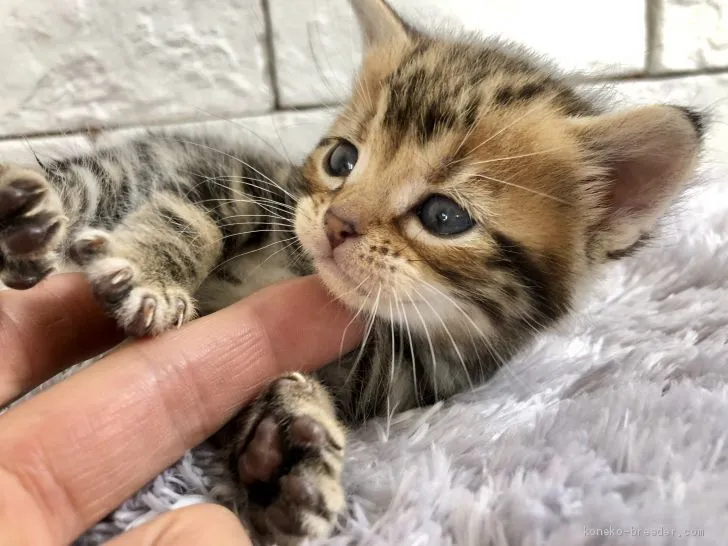 藤井 様のお迎えした子猫