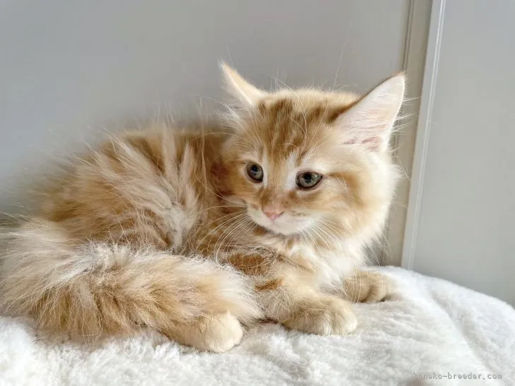 ID：2111-00810の子猫