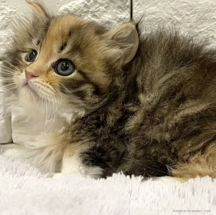 ID:2305-01802の子猫