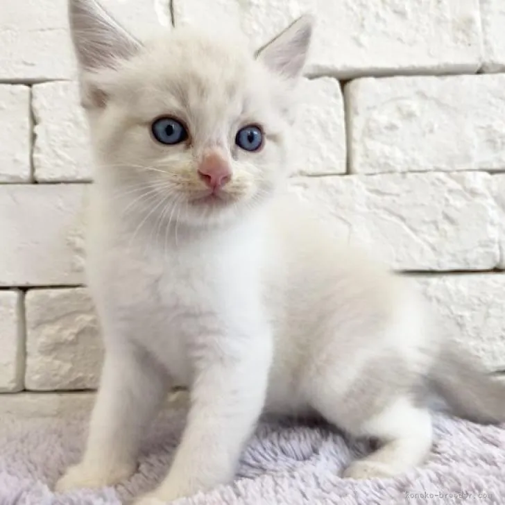 ID：2207-01913の子猫