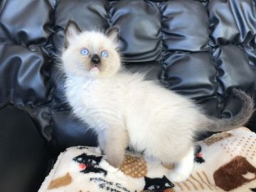 ラグドール【群馬県・男の子・2016年11月6日・シールポイントミテッド】の写真「可愛い男の子♫」