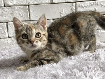 アメリカンショートヘア【群馬県・女の子・2020年2月8日・ブラウンパッチドタビー】の写真「可愛いお顔の女の子♫」