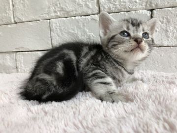 アメリカンショートヘア【群馬県・男の子・2018年5月30日・シルバータビー】の写真「可愛い男の子♫」