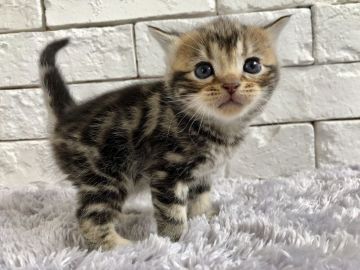 アメリカンショートヘア【群馬県・女の子・2019年3月14日・ブラウンパッチドタビー】の写真「可愛い女の子♫」