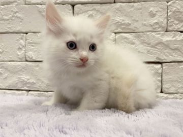 ラグドール【群馬県・男の子・2022年3月24日・クリームポイントバイカラー（長毛）】の写真「可愛いお顔の男の子♫」