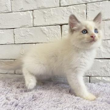 ラグドール【群馬県・女の子・2022年6月20日・ブルーポイントバイカラー（長毛）】の写真「可愛いお顔の女の子♫」