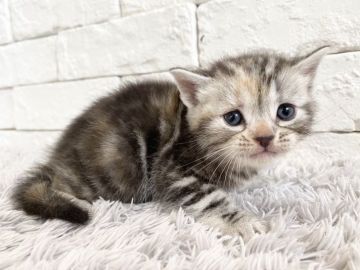 アメリカンショートヘア【群馬県・女の子・2020年9月12日・シルバーパッチドタビー（短毛）】の写真「可愛いお顔の女の子♫」