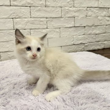 ラグドール【群馬県・男の子・2024年8月13日・ブルーポイントバイカラー】の写真「可愛い男の子❤️‍🔥」