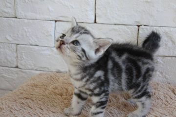 アメリカンショートヘア【群馬県・男の子・2019年8月10日・シルバータビー】の写真「可愛い男の子♫」