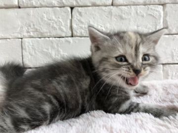 アメリカンショートヘア【群馬県・女の子・2018年5月29日・シルバーパッチドタビー】の写真「可愛い丸顔の女の子♫」