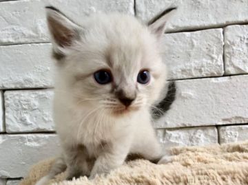 ラグドール【群馬県・男の子・2018年8月27日・シールリンクスポイントミテッド（長毛）】の写真「可愛いお顔の男の子🎵」