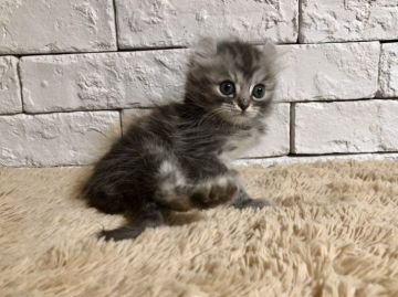 アメリカンカール【群馬県・男の子・2018年10月12日・シルバータビー】の写真「お目々クリクリの可愛い男の子♫」