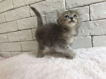 ラガマフィン【群馬県・女の子・2018年2月16日・ブルートーティ】の写真「可愛い女の子♬」