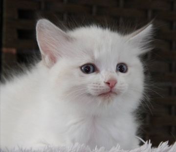 ラグドール【群馬県・女の子・2021年11月10日・ブルーリンクスポイントバイカラー（長毛）】の写真「可愛い女の子♫」