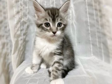 メインクーン【群馬県・女の子・2019年9月21日・シルバータビー&ホワイト】の写真「可愛い女の子♬」